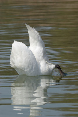 Mute Swan