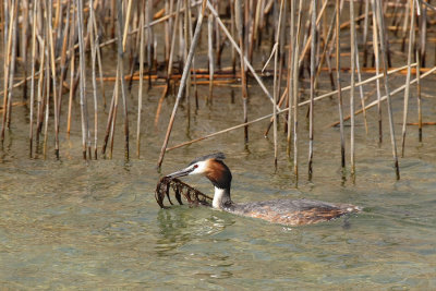 Great Crested Grebe