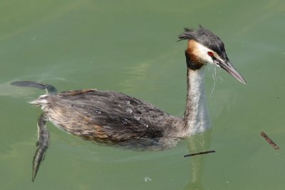 Where lost fishing line may end up