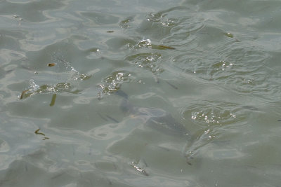 Great crested grebe, driving fishes out of the water ...