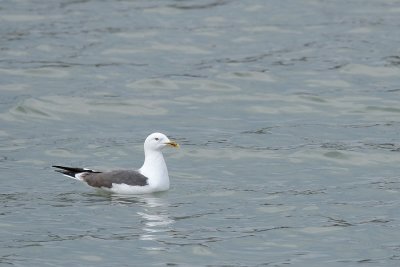 Lesser black-backed gull