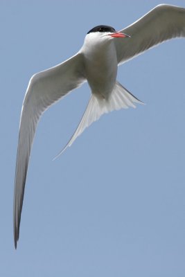Common Tern