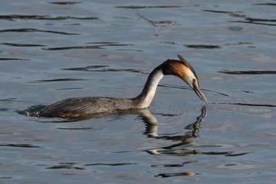Great crested grebe, diving