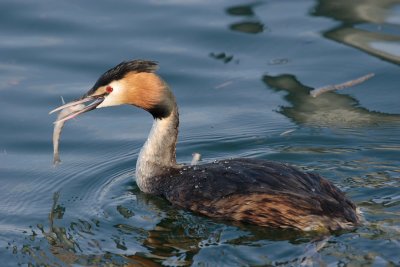 Great crested grebe, with fish