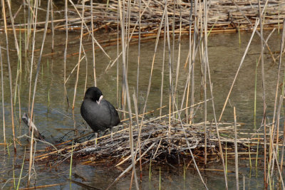 Coot