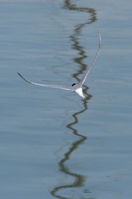 Common Tern