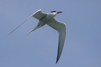 Common Tern