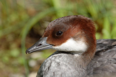 Female