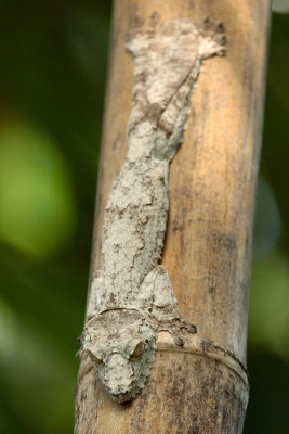 Flat Tailed Gecko