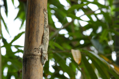 Flat Tailed Gecko