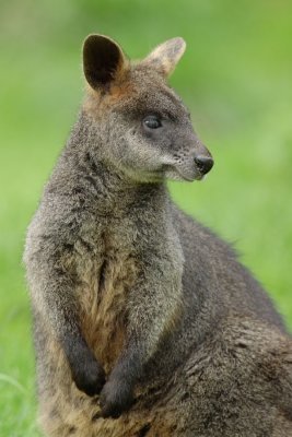 Wallaby