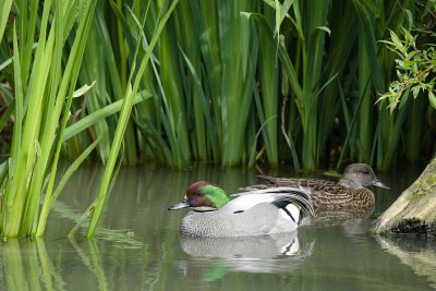 Falcated Duck