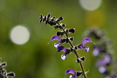 060521_ZooZH_066.JPG