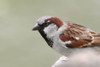 House Sparrow, male