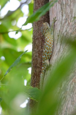 Tokay Gecko (?)