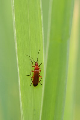 060708_Wetzikon_04.JPG