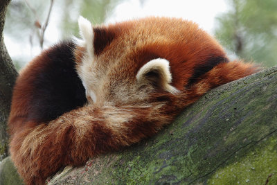 Zoo - Sleepy