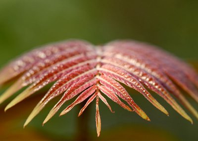 IMG_8982_gross.JPG