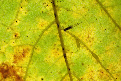 Aphids below an autumn leaf