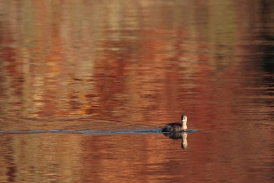 Little grebe