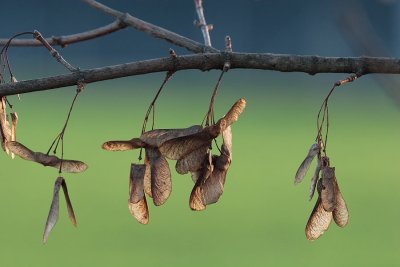 061126_Dietikon_70.JPG