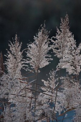 061126_Dietikon_85.JPG
