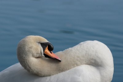 Mute Swan