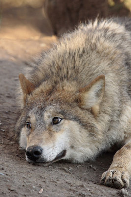070113ZooZH022.JPG