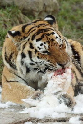 070113ZooZH067.JPG