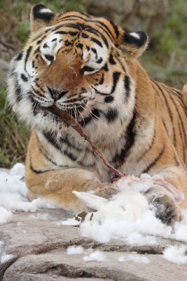 070113ZooZH078.JPG