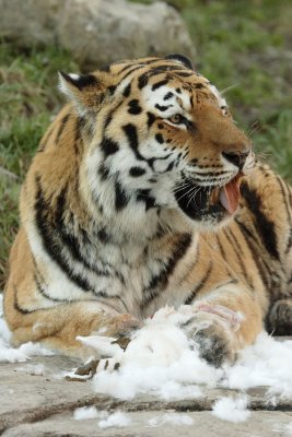 070113ZooZH084.JPG