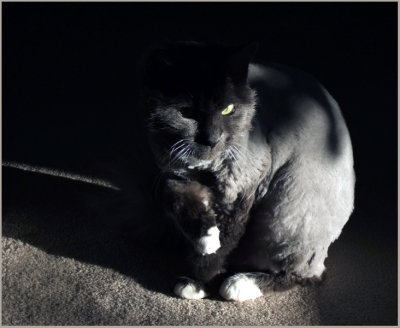 ella in the shadows after lion cut and groom
