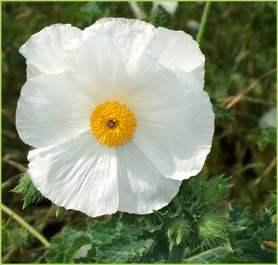 wildflower