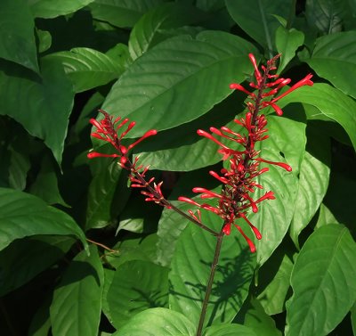 red bloom/memorial park