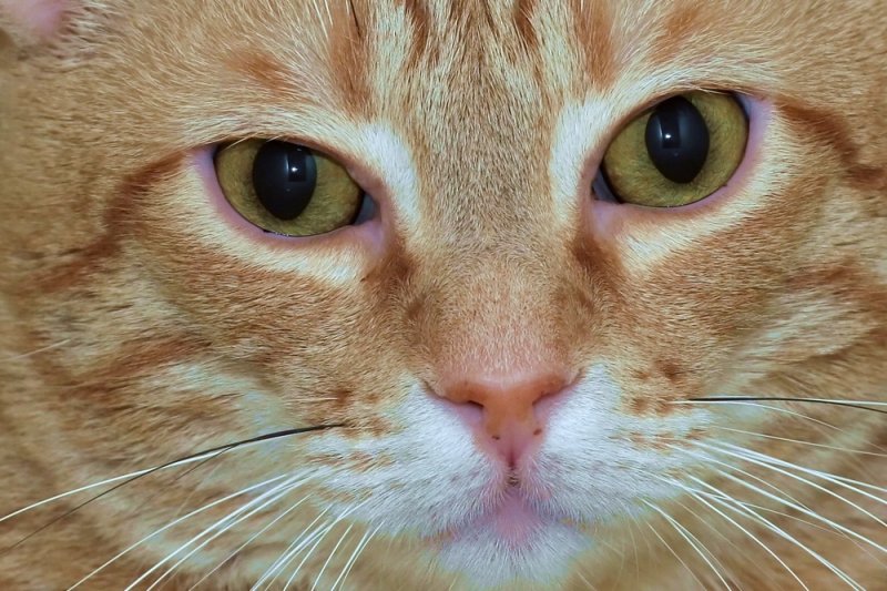 Close-up