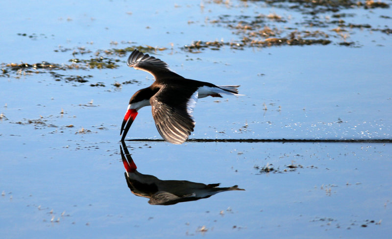 Black Skimmer