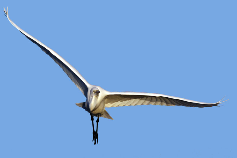 Egret head on