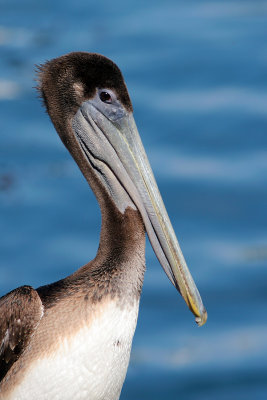 Pelican Close-up