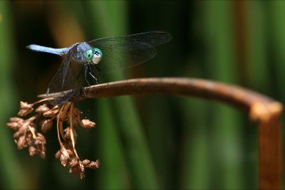 Dragonfly Blue g