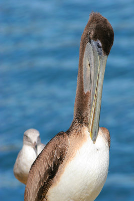 Pelican Close-up