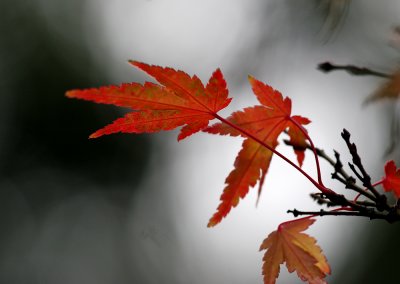 Red Leaf