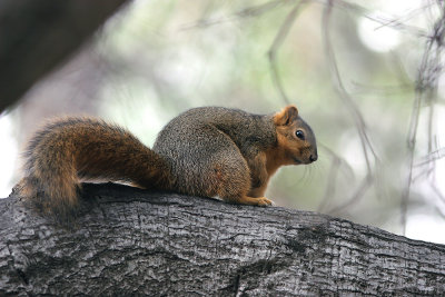 Squirrel