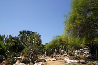 Cactus Garden