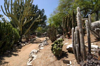 Cactus Garden