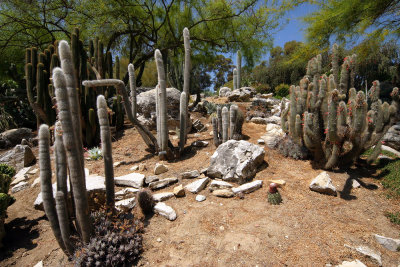 Cactus Garden