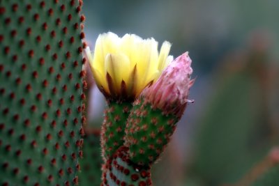 Cactus Flower