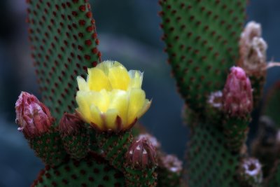 Cactus Flower