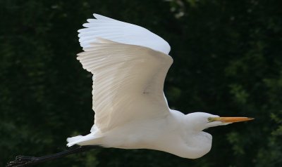 Egret In flight D