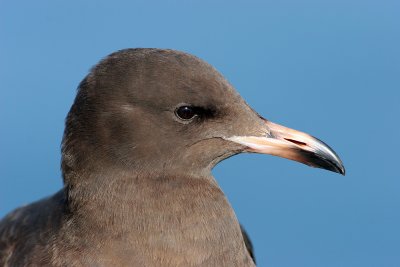 Gull Close-up