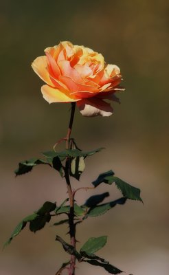 A Rose